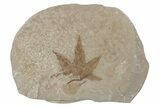 Fossil Maple (Acer) Leaf - Green River Formation, Utah #218103-1